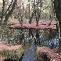 広い庭が冬枯れでも楽しめました。手をかけ過ぎない庭も素敵。