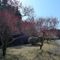 入り口坂道の両側に紅梅、白梅が咲いています