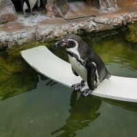 かわいいペンギンがいます