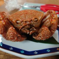 初日のカニが毛ガニ