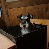 ワンコも一緒に