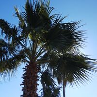 ヤシの木が似合います！