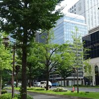 ホテル前の御堂筋　緑がいっぱい、セミも一いっぱい