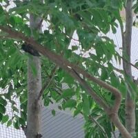 すぐ、手の届く枝にも　クマゼミがいっぱい