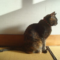 部屋に来てくれたくまちゃん