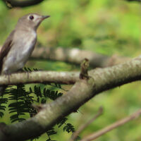 中庭には鳥も来ていました
