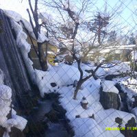 雪景色の中庭の様子１・滝も流れていました！