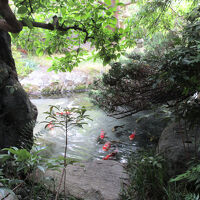 客室の縁側から中庭池の鯉に餌やりができる
