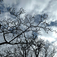 隣の公園の遊歩道